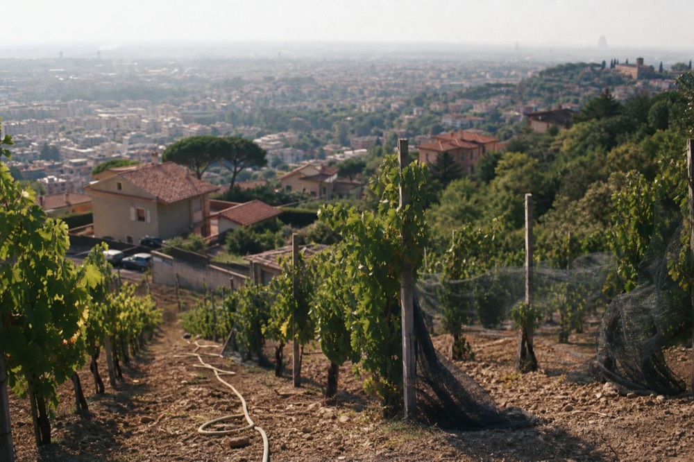 A terraced vineyard on a volcanic hillside above the town of Frascati